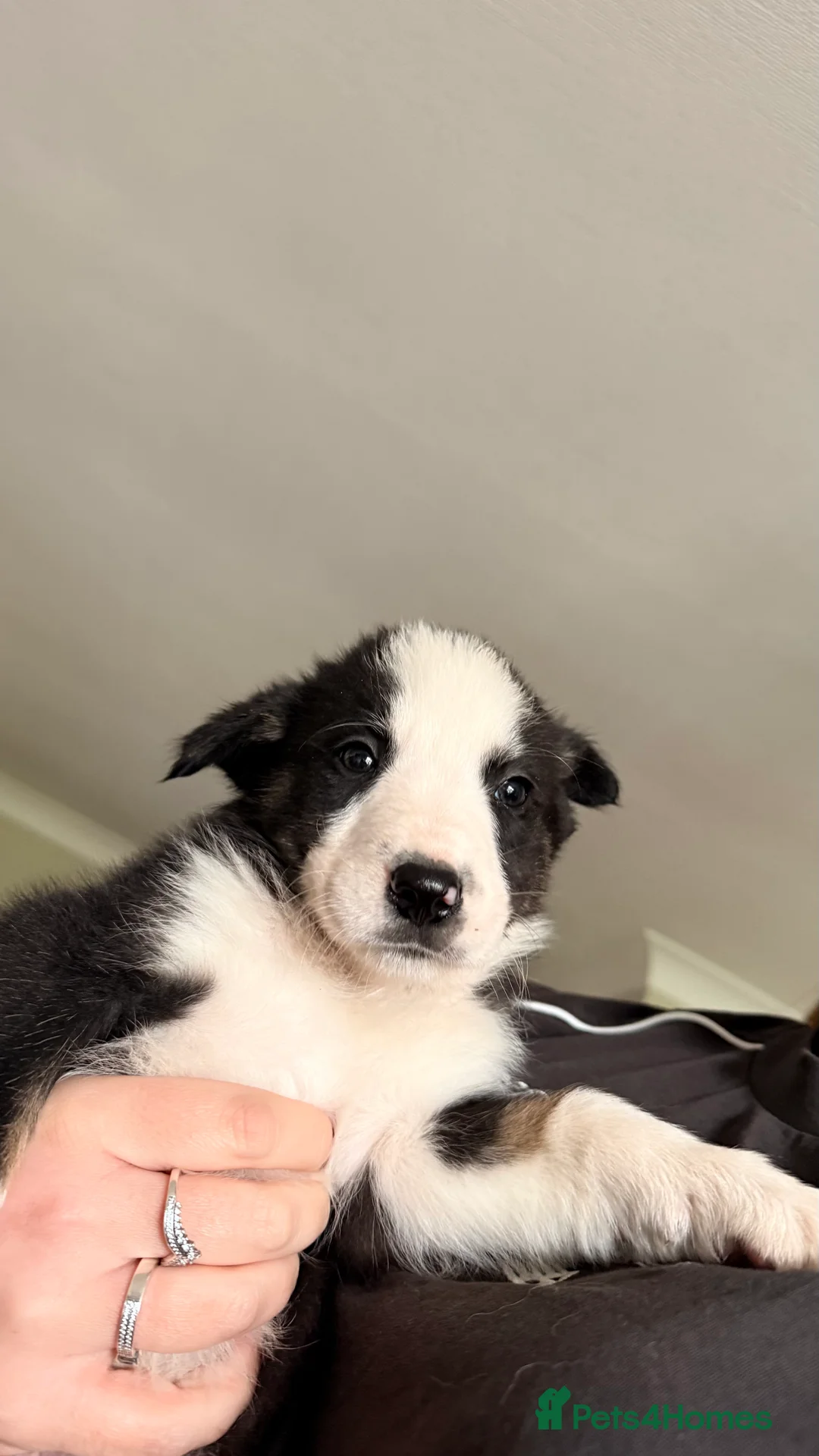 Border Collie dogs for sale: Border Collie Pups  - Advert 7