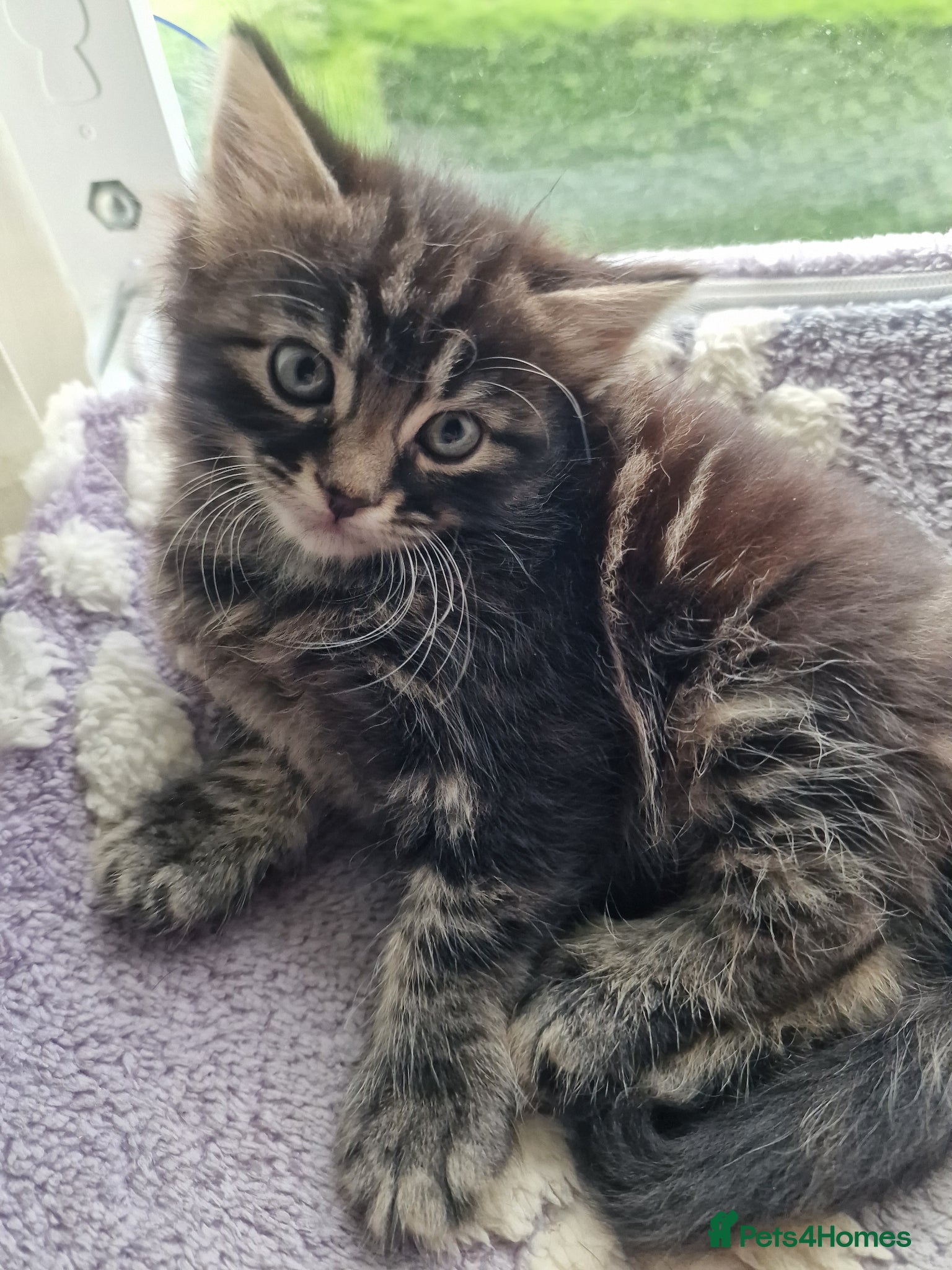 Mixed Breed cats for sale: Cute male kitten looking for his family - Advert 1