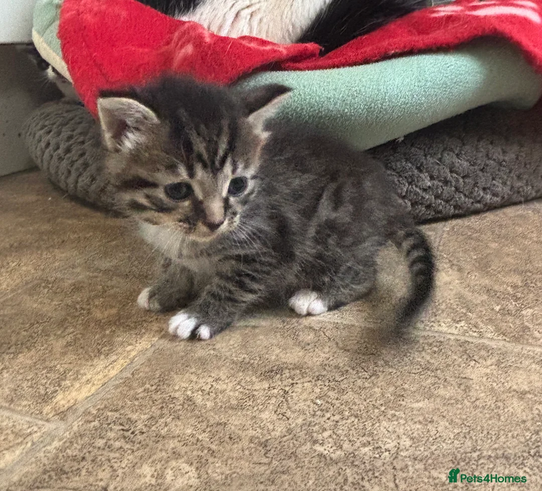 Mixed Breed cats for sale: Six Beautiful Kittens For Sale - Advert 7