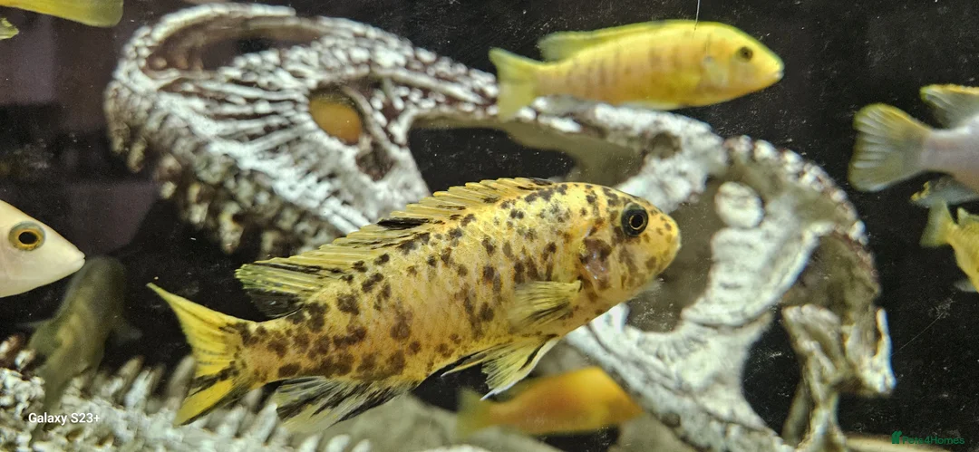 Other/Mixed Breed fish for sale: Assortment of fish  - Advert 17