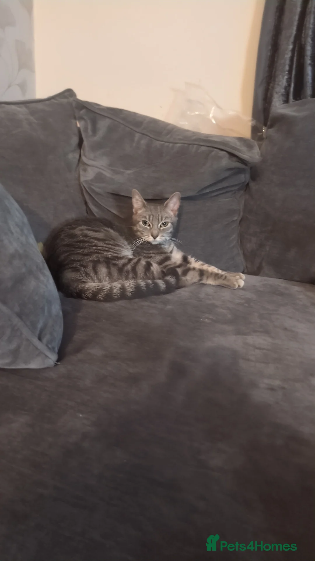 Mixed Breed cats for sale: Kittens - Advert 6