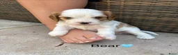 Cavapoochon dogs for sale: Beautiful Cavapoochon puppies - Advert 11