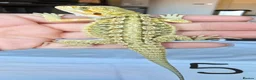 Bearded Dragon reptiles for sale: Baby Beirded Dragons - Advert 5