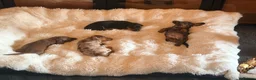 Dachshund dogs for sale: Beautiful Dachshund Puppies Ready for Loving Homes - Advert 3