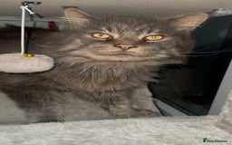 Maine Coon cats for stud: HUGE TICA Active Championship male stud - Image 6