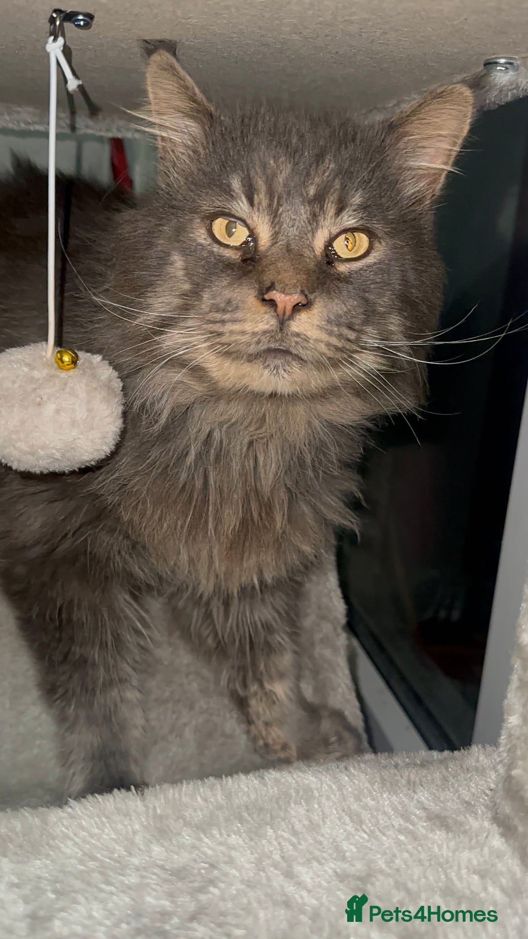 Maine Coon cats for stud: HUGE TICA Active Championship male stud - Image 6