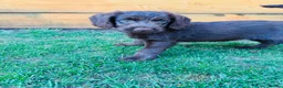 Labradoodle dogs for sale: Chocolate & Chocolate Merle Labradoodle Babies 🐾 - Advert 8