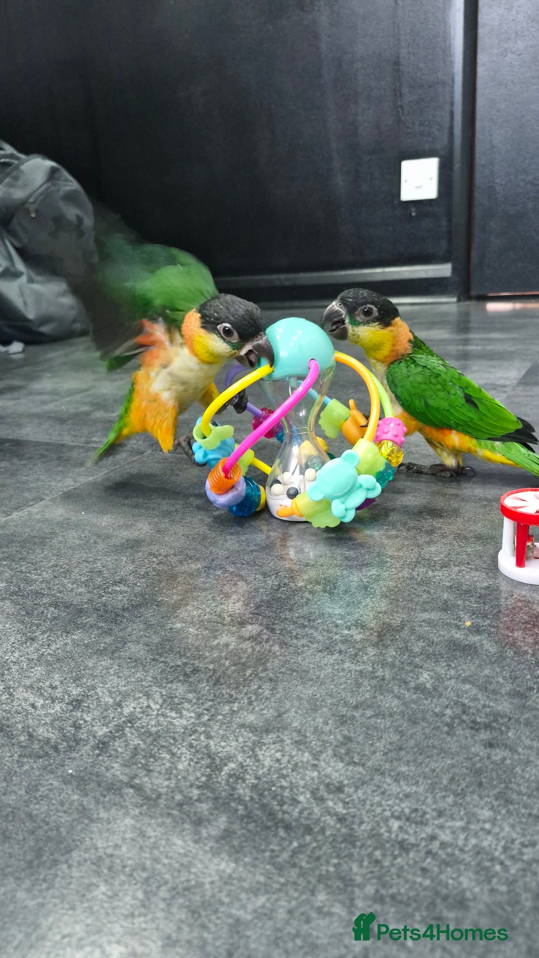 Parrots birds for sale: Hand reared Baby Black Headed Caiques  - Image 3
