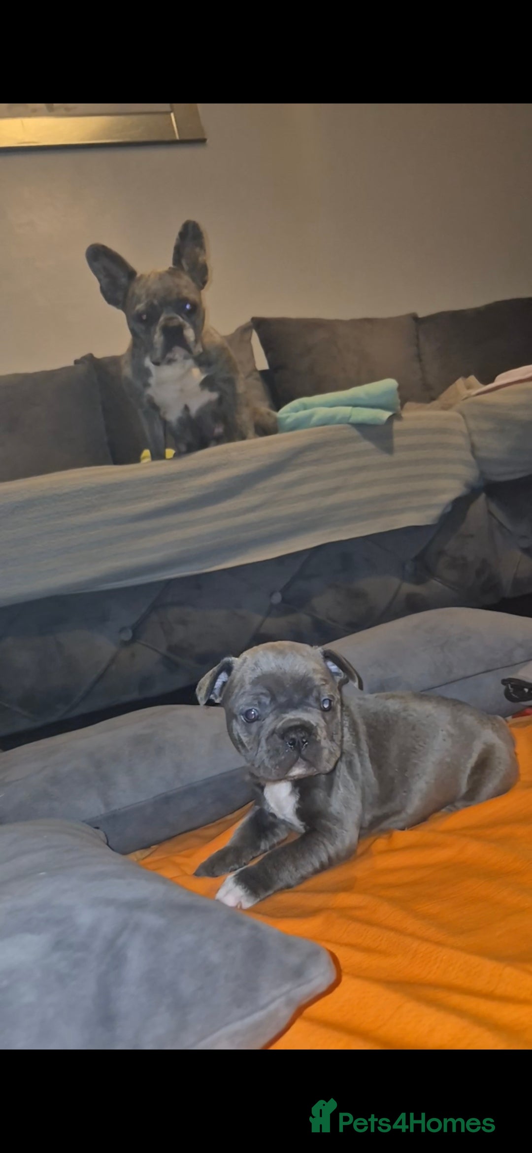 French Bulldog dogs for sale: DWKC beautiful French bulldogs prices negotiable - Advert 10