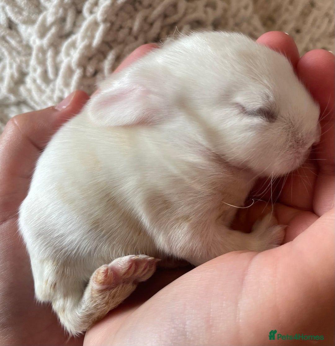 Mini Lop rabbits for sale: Mini lop babies available  - Image 5