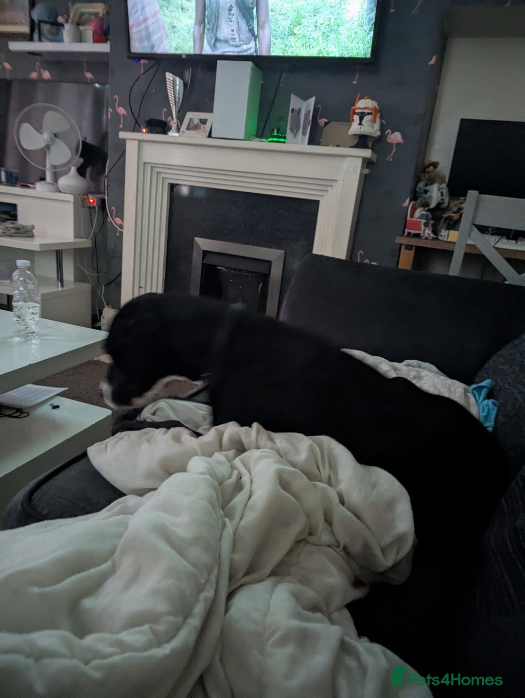 Mixed Breed dogs for sale: Luna looking for a forever home  - Image 5