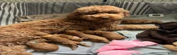 Labradoodle dogs for sale: Beautiful Red Labradoodle Puppies - Advert 17