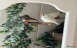 Finches birds for sale: Zebra finch - Image 4