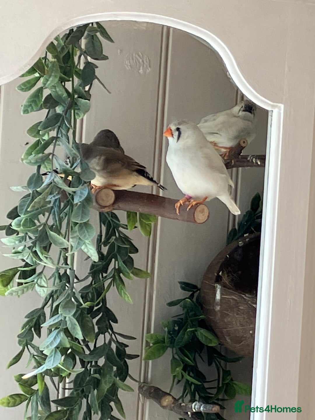 Finches birds for sale: Zebra finch - Image 4