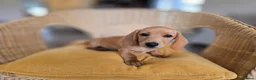 Miniature Dachshund dogs for sale: KC Registered Mini Dachshund Puppies. Rare colors - Advert 12