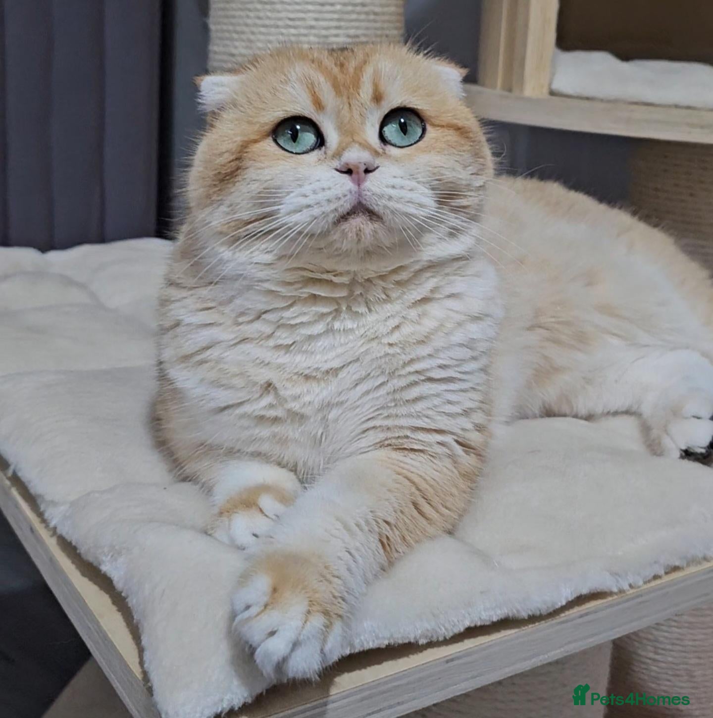 British Shorthair cats Retired - Golden Chinchilla NY12 Cats - Advert 2