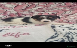 Jack Russell dogs for sale: 2 Beautiful Jack Russell puppies ready now - Image 2