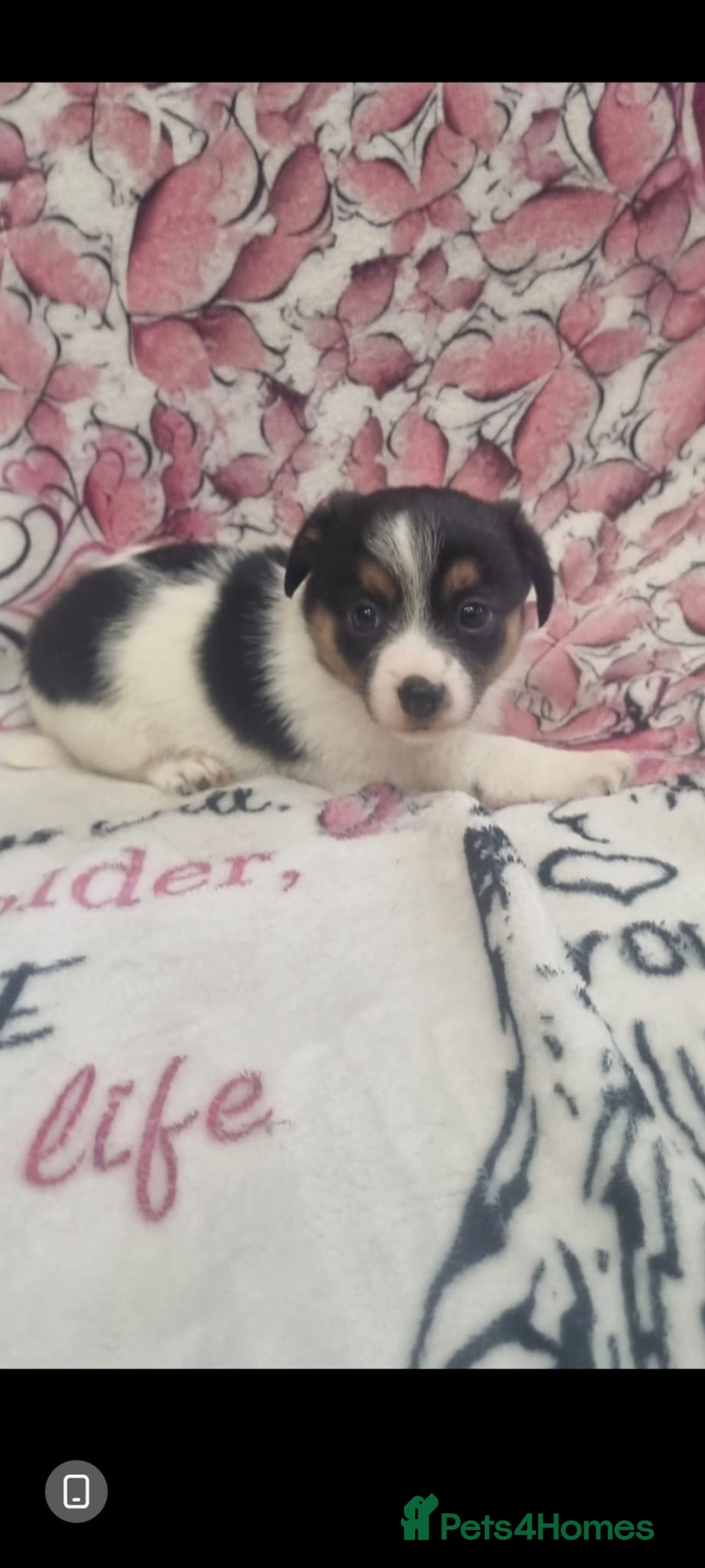 Jack Russell dogs for sale: 2 Beautiful Jack Russell puppies ready now - Image 2