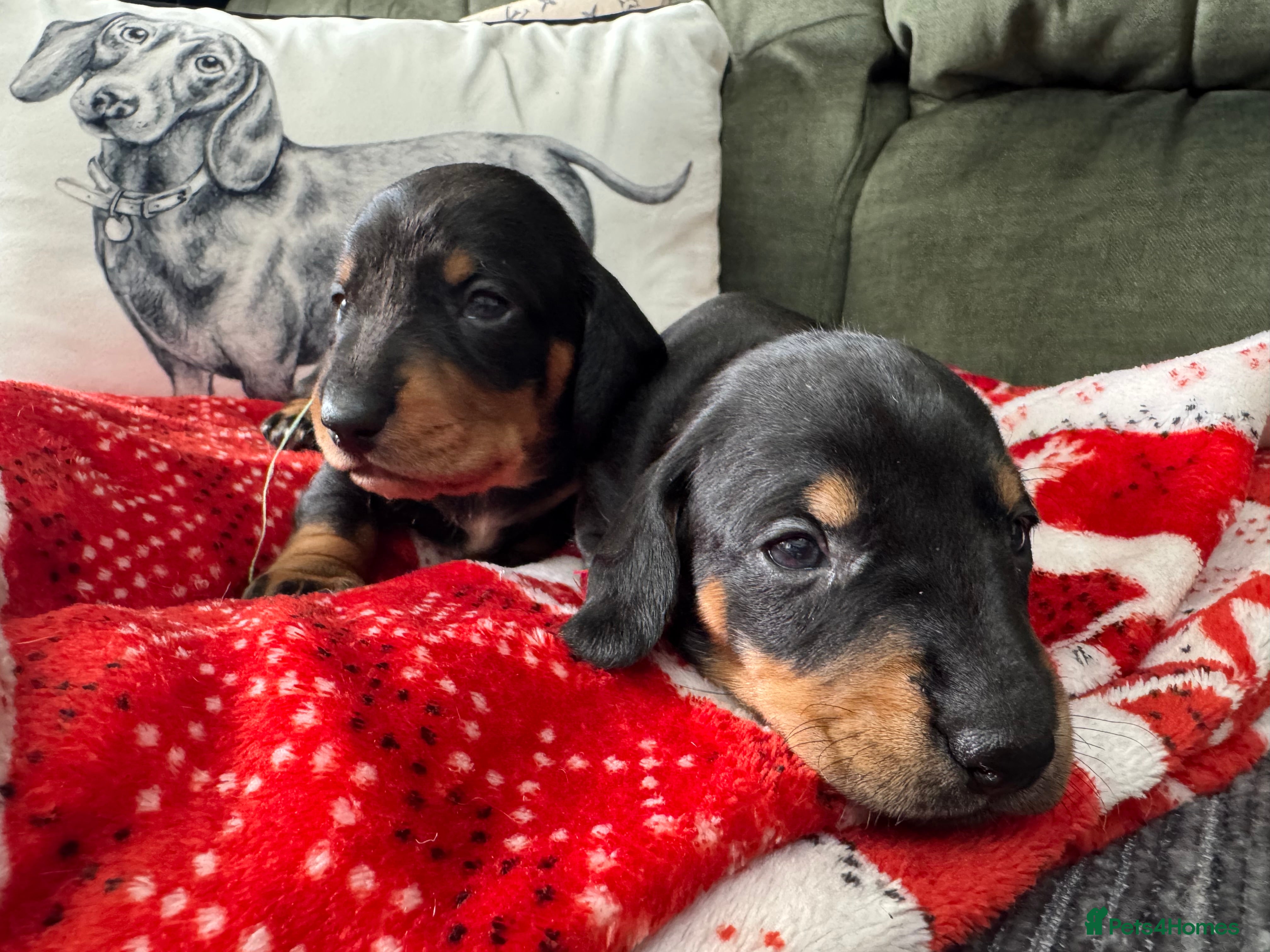 Dachshund dogs 4 Kc registred standard dachshund puppies  - Advert 3