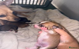 Chihuahua dogs for sale: chihuahua puppies for sale  - Image 8