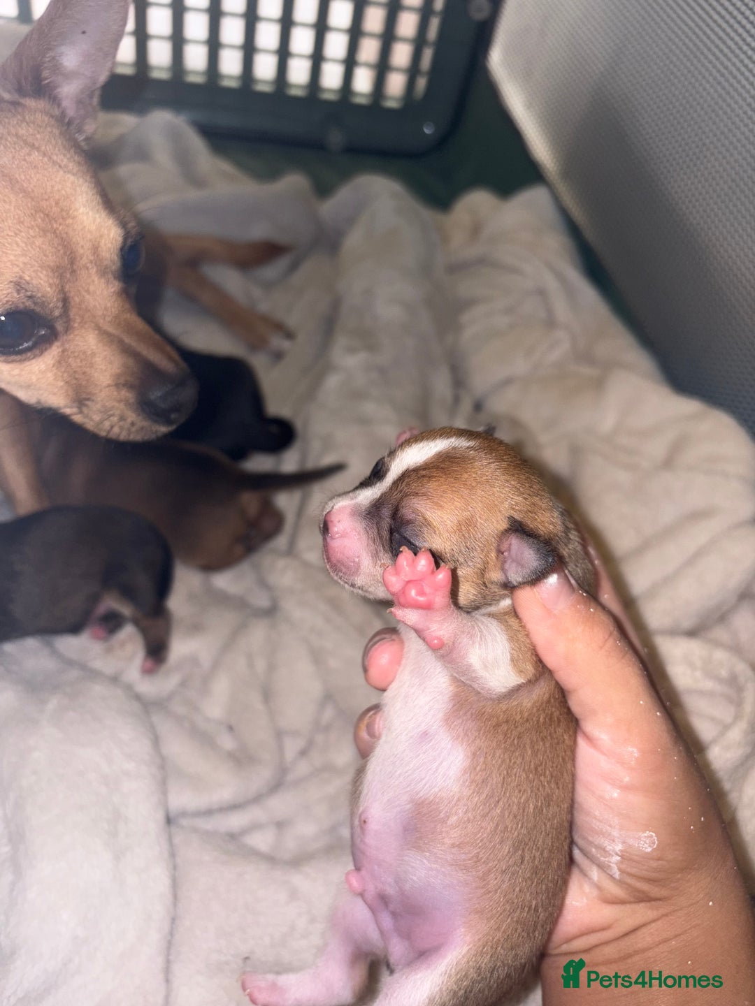 Chihuahua dogs for sale: chihuahua puppies for sale  - Image 8
