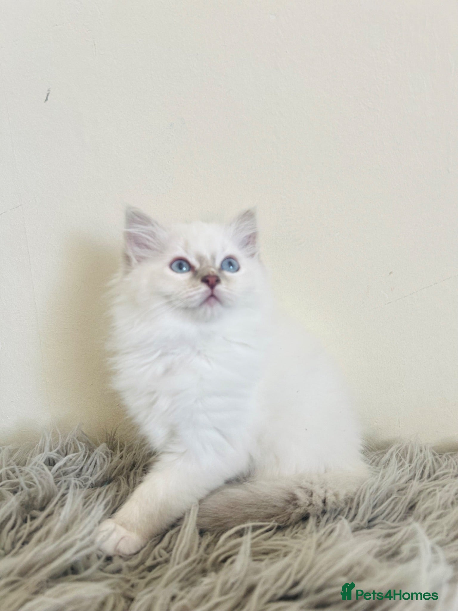 Ragdoll cats Female ragdoll  - Advert 2