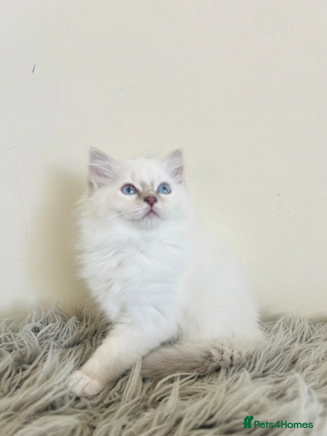 Ragdoll cats for sale: Female ragdoll  - Advert 1