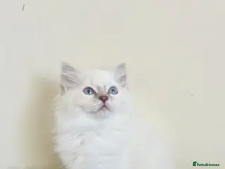 Ragdoll cats Female ragdoll - Advert 2