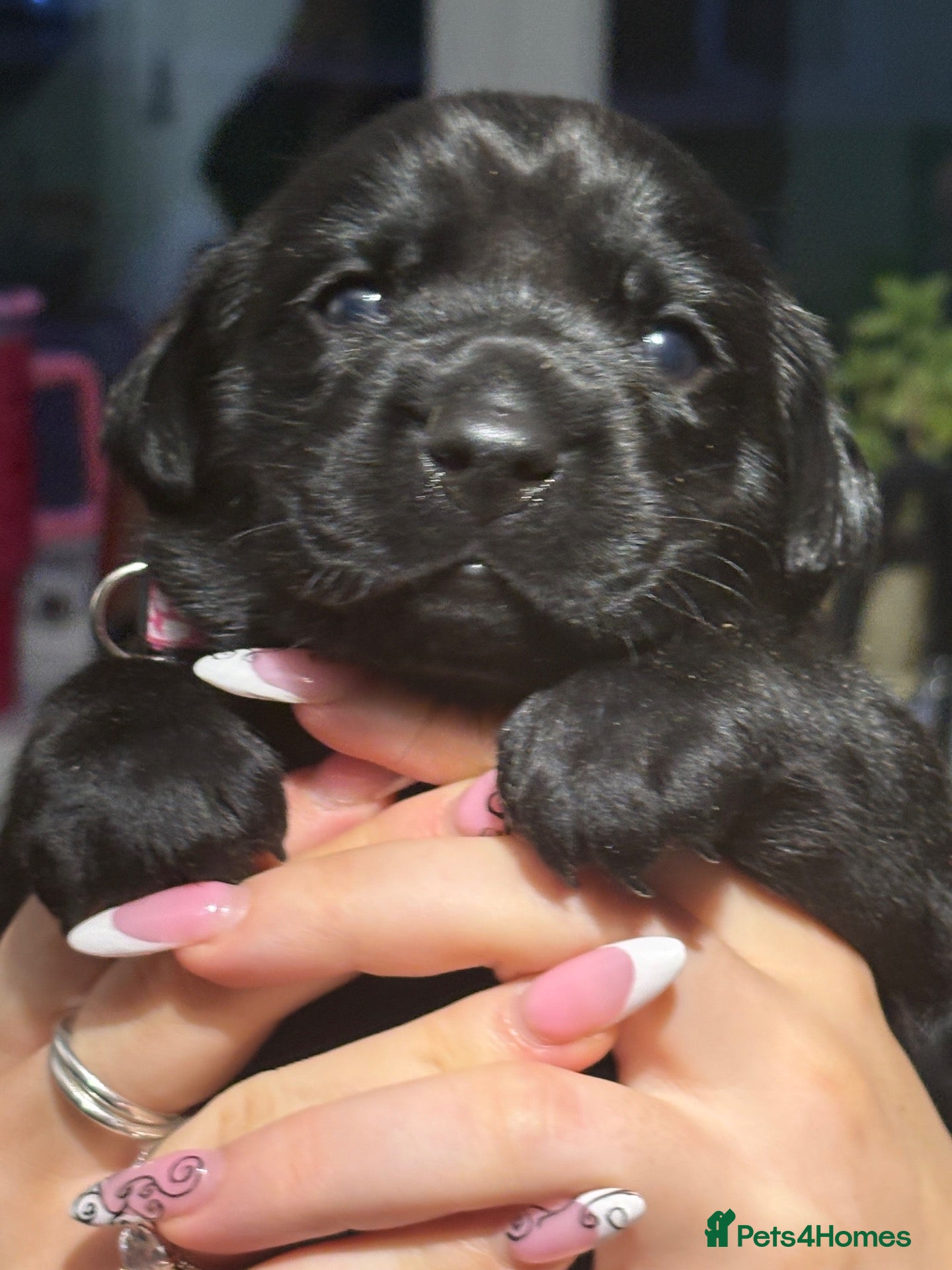 Labrador Retriever dogs Labrador retriever puppies  - Advert 10