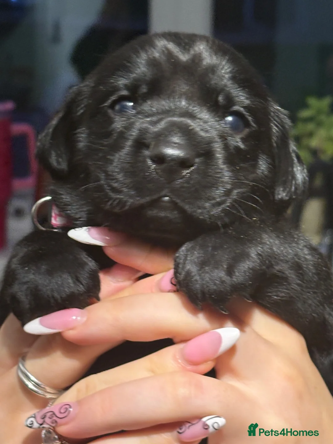 Labrador Retriever dogs for sale: Labrador retriever puppies  - Advert 1