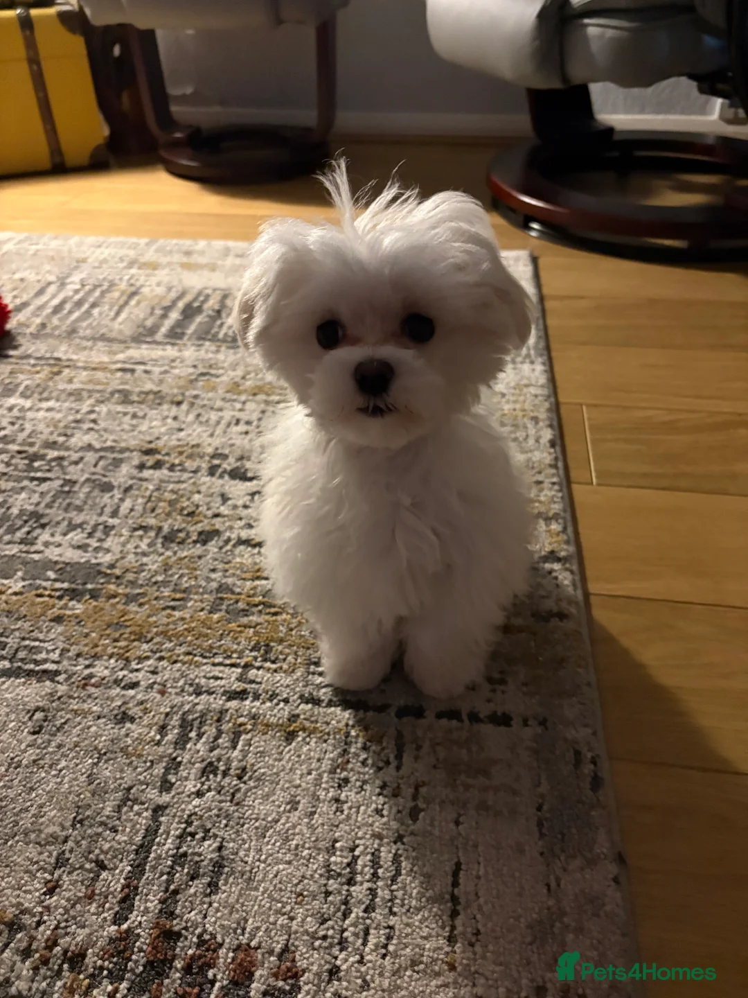 Maltese dogs for sale: Beautiful KC registered male Maltese  - Advert 3