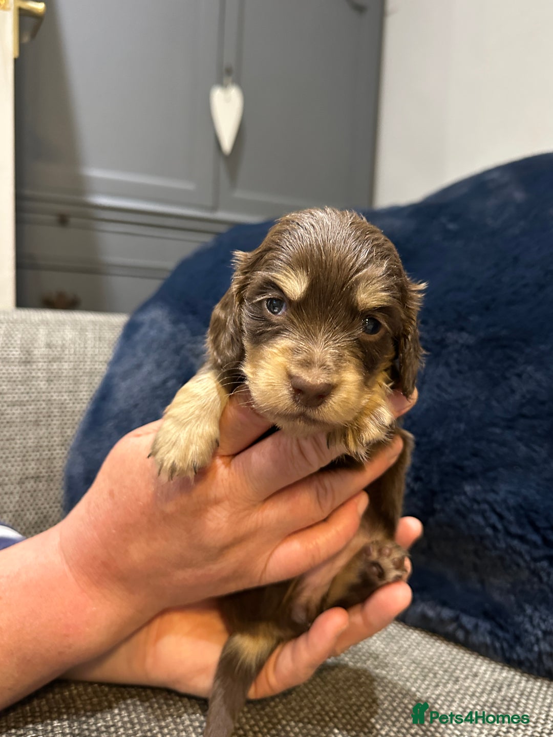 Dachshund dogs for sale: Longhaired miniature daschunds for sale - Image 5