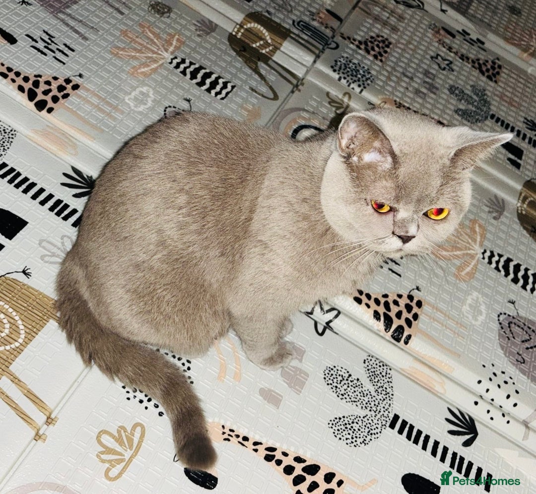 British Shorthair cats for sale: GCCF Registered 2 males 💙💙 - Advert 2
