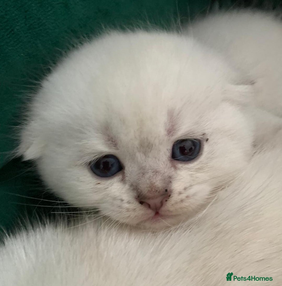 Scottish Fold cats for sale: Scottish Fold Kittens - Image 13