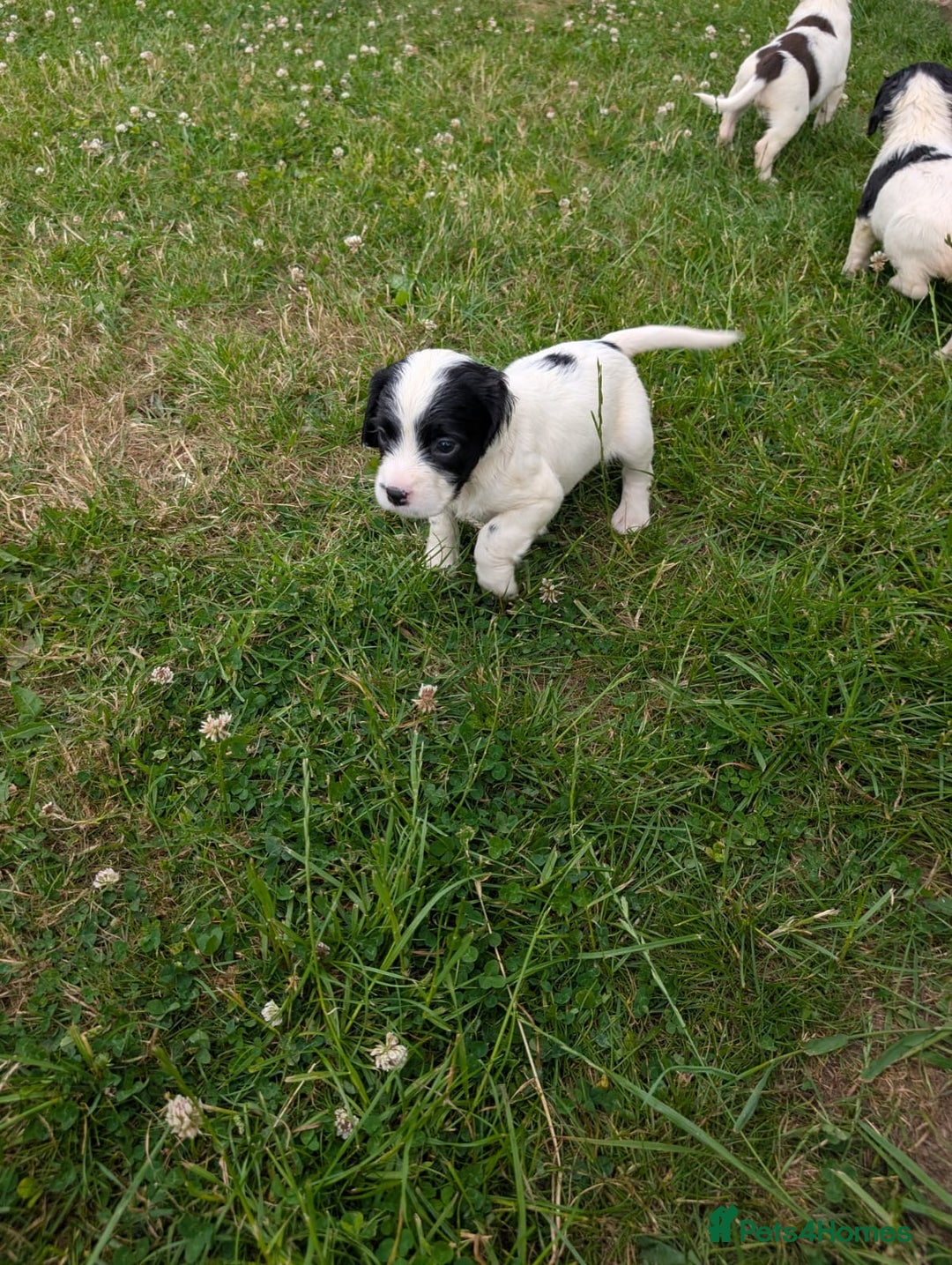 English Springer Spaniel dogs for sale: 8week old springer spaniels - Image 2