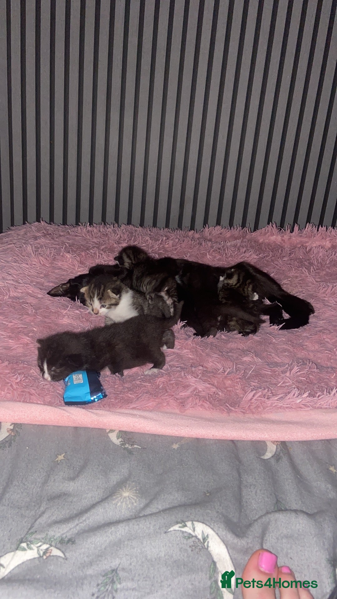 Mixed Breed cats Domestic shorthair kittens - Advert 16