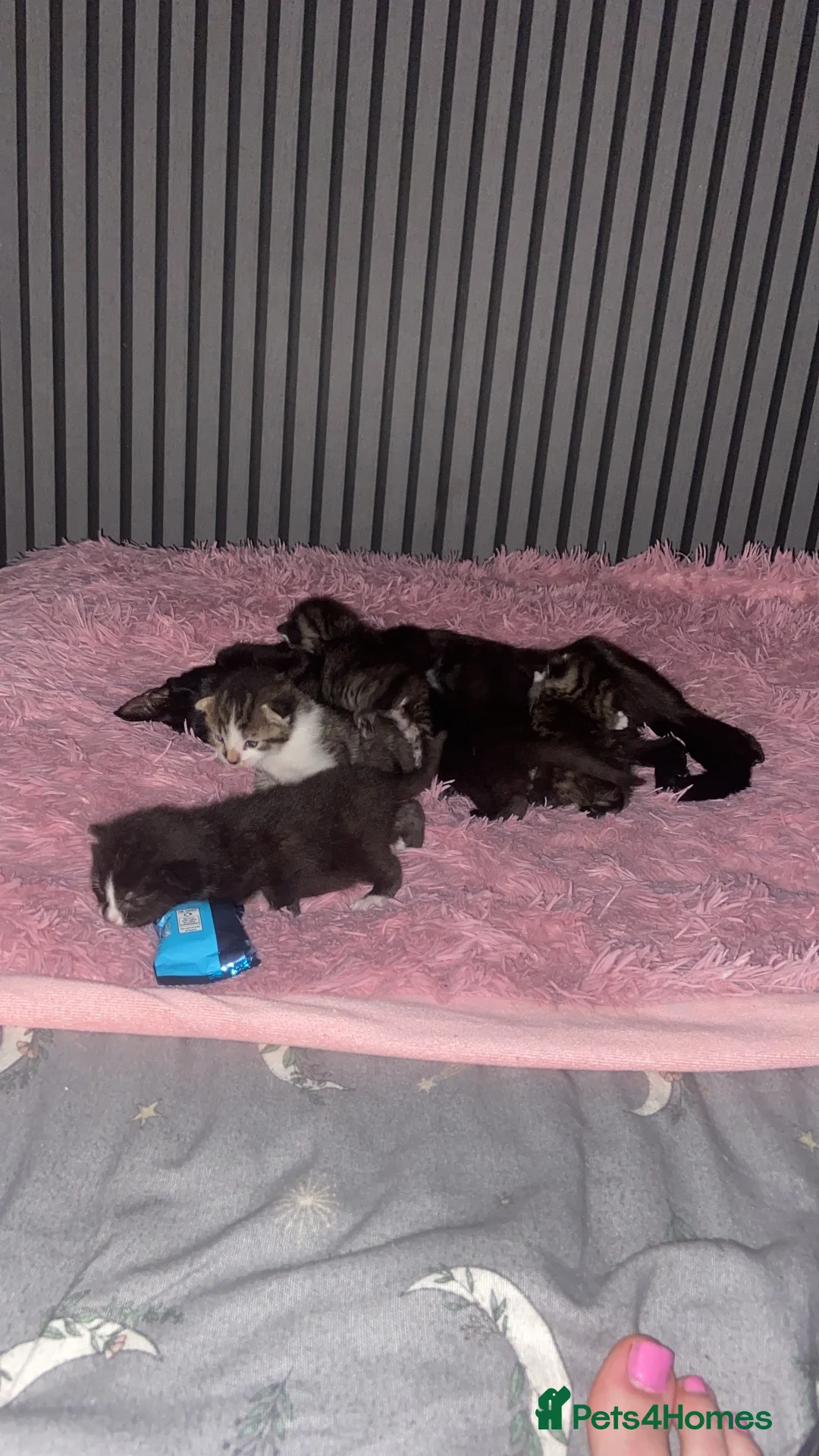 Mixed Breed cats for sale: Domestic shorthair kittens - Advert 1