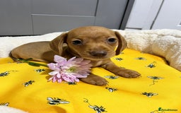 Miniature Dachshund dogs for sale: Min dachshund looking for their forever 🏡 - Image 12