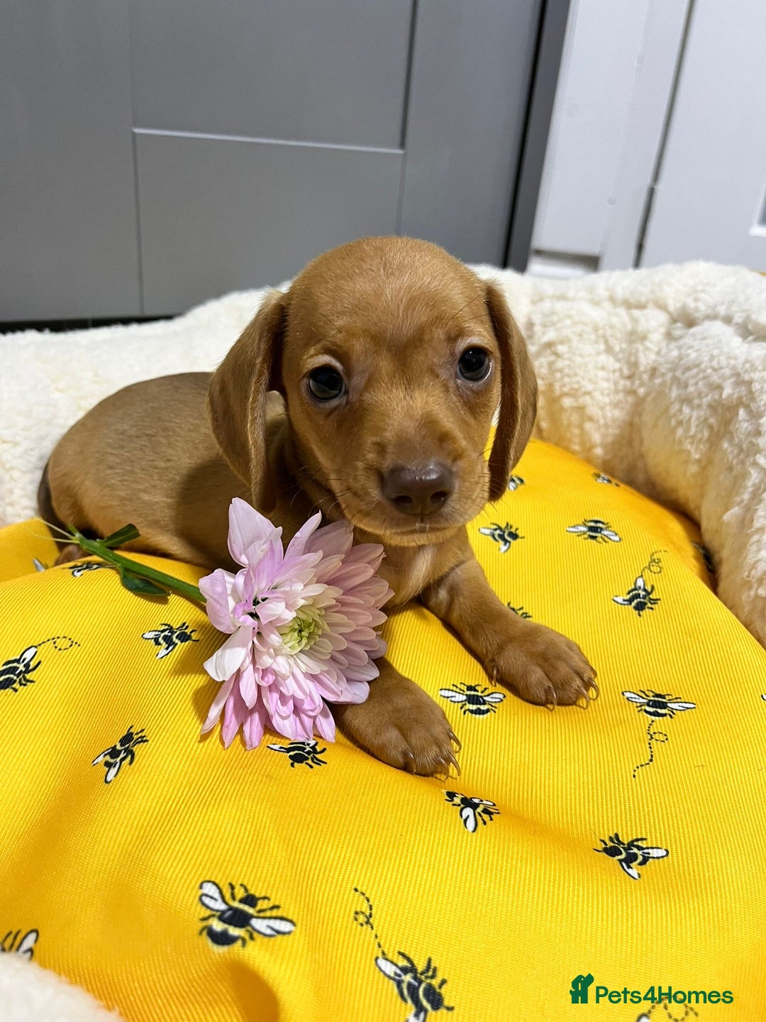 Miniature Dachshund dogs for sale: Min dachshund looking for their forever 🏡 - Image 12