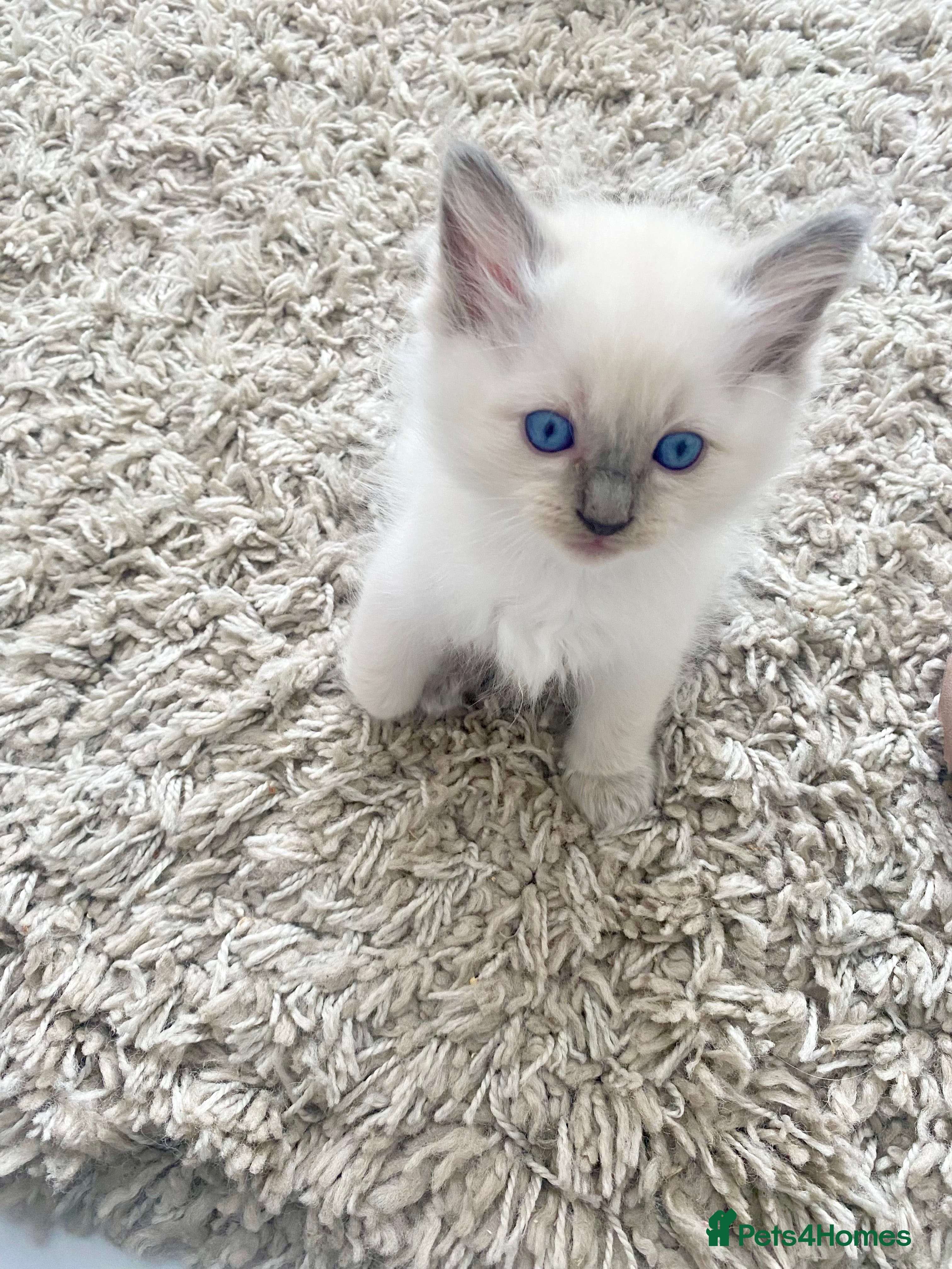 Ragdoll cats Ragdoll kittens viewings welcome - Advert 2