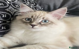 Siberian cats for sale: Siberian Kittens Neva Masquerade White - Image 15