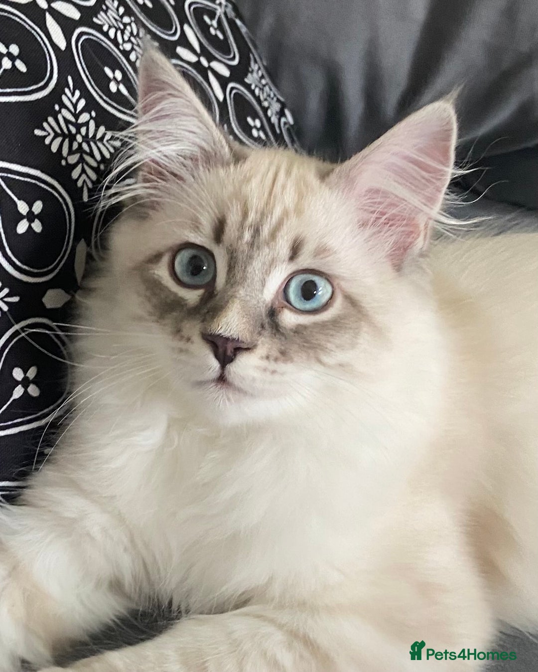 Siberian cats for sale: Siberian Kittens Neva Masquerade White - Image 15