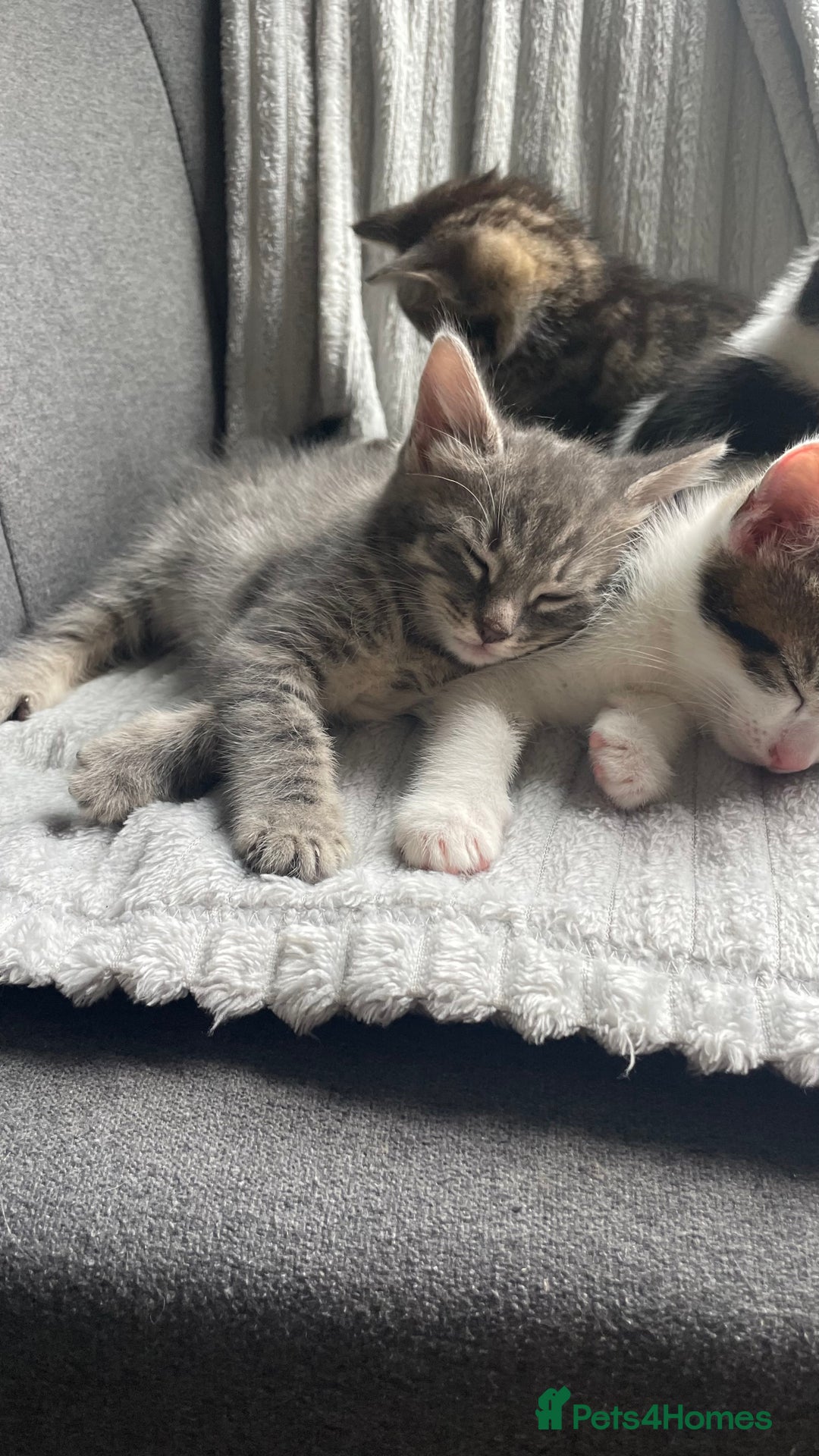 Mixed Breed cats for sale: Tabby kittens for sale - Image 18