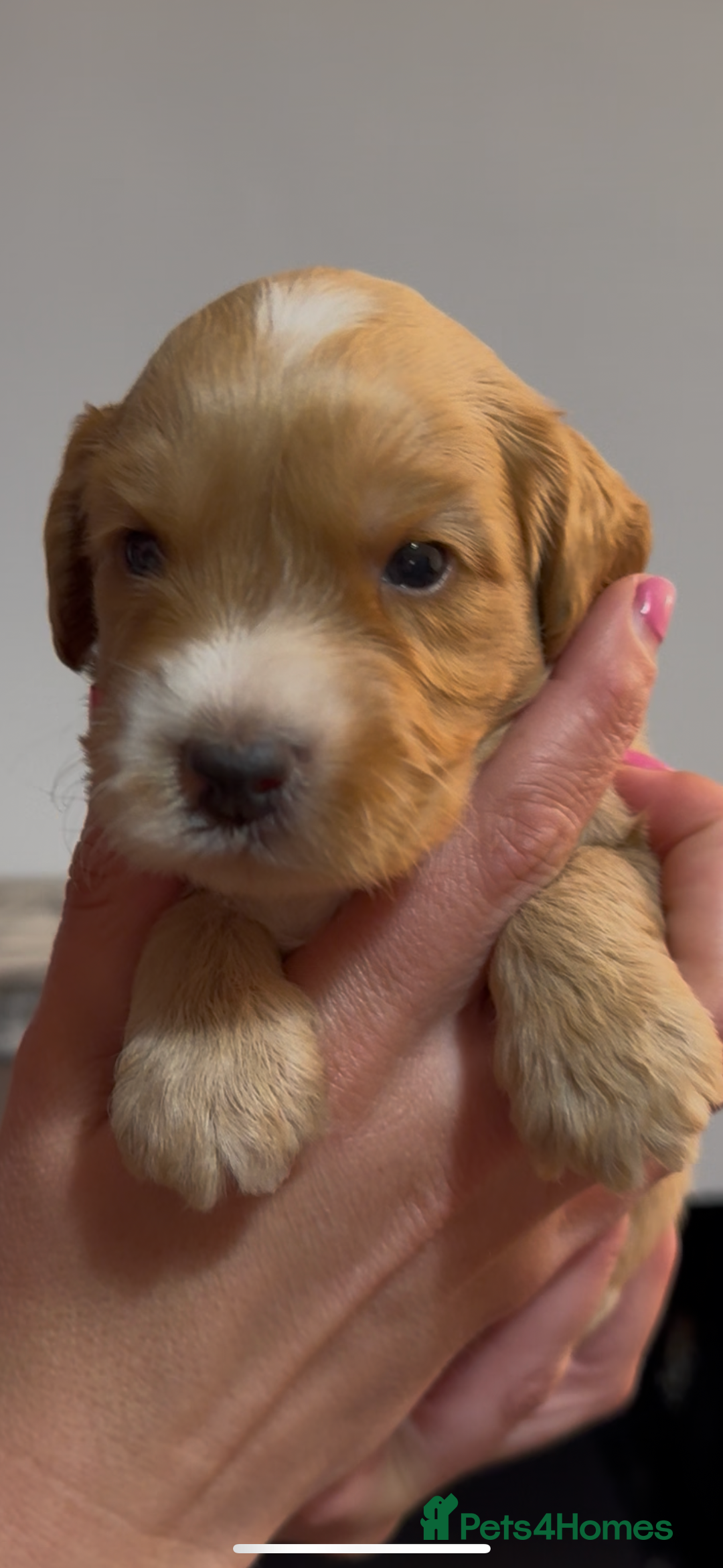 Cockapoo dogs for sale: Beautiful litter of parti and solid Cockapoos - Image 6