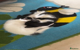Domestic Shorthair cats for sale: Shadow and mickey - Image 1