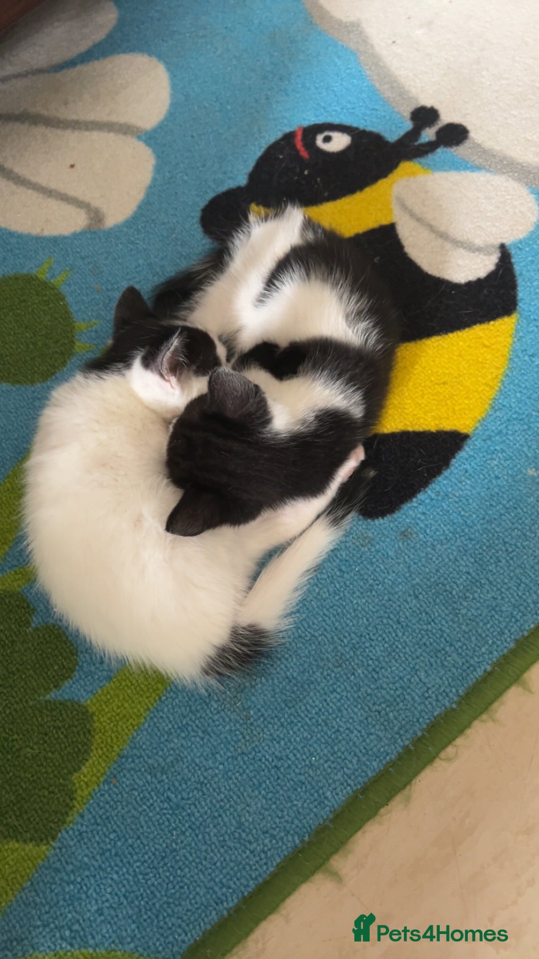 Domestic Shorthair cats for sale: Shadow and mickey - Image 1