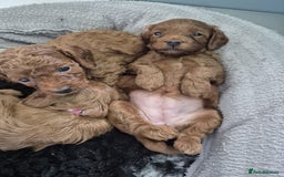 Cavapoo dogs for sale: 5 Star licenced breeder ** 2 girls available ** - Image 13