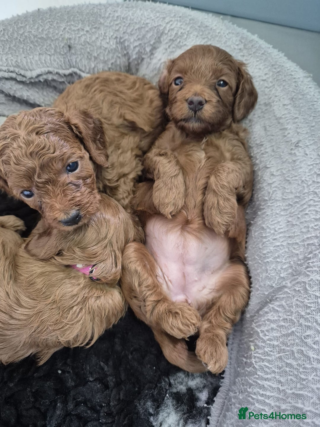 Cavapoo dogs for sale: 5 Star licenced breeder ** 2 girls available ** - Image 13