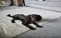 Cocker Spaniel dogs for sale: Cocker spaniel  - Advert 6