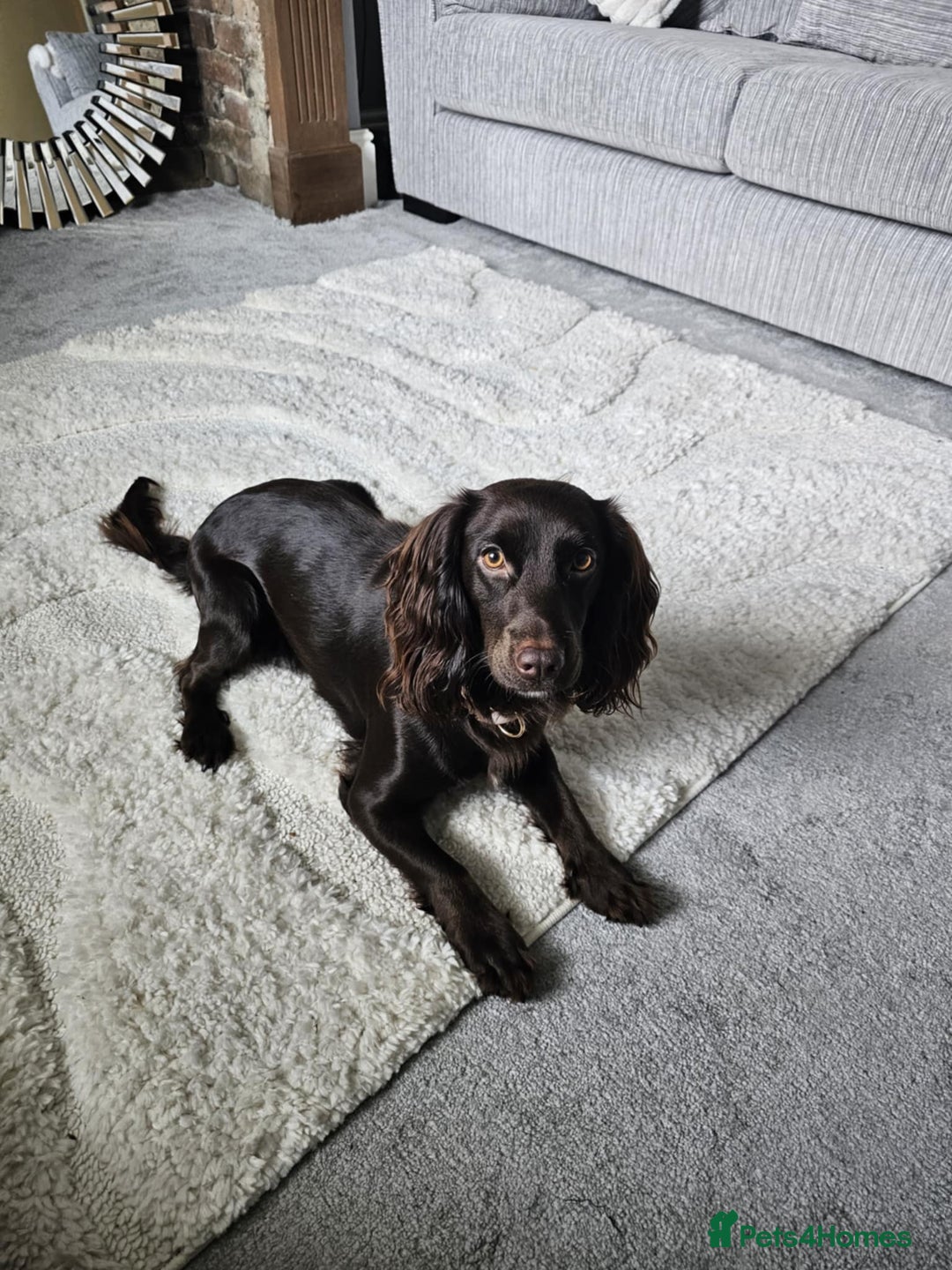 Cocker Spaniel dogs for sale: Cocker spaniel  - Advert 6